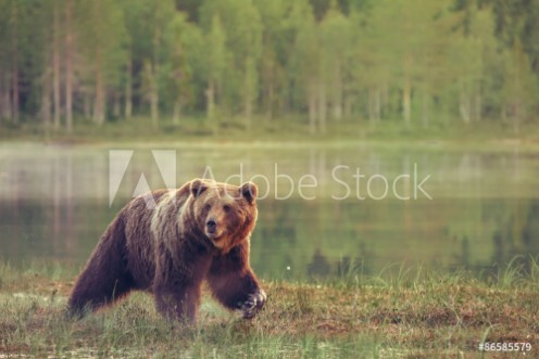 Picture of Big male bear walking in the bog at sunset